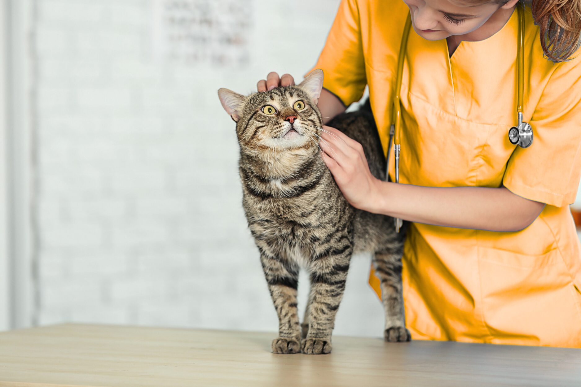 Kada mačku treba hitno odvesti veterinaru?