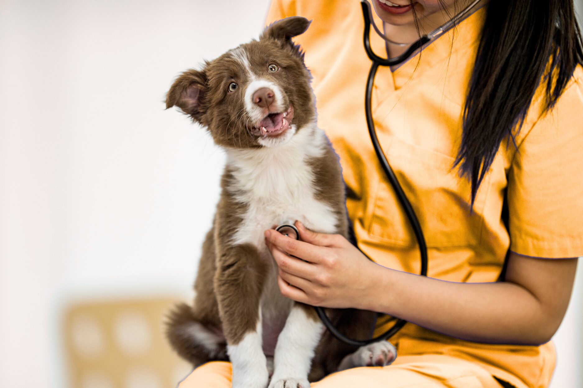 Kada psa treba hitno odvesti veterinaru?
