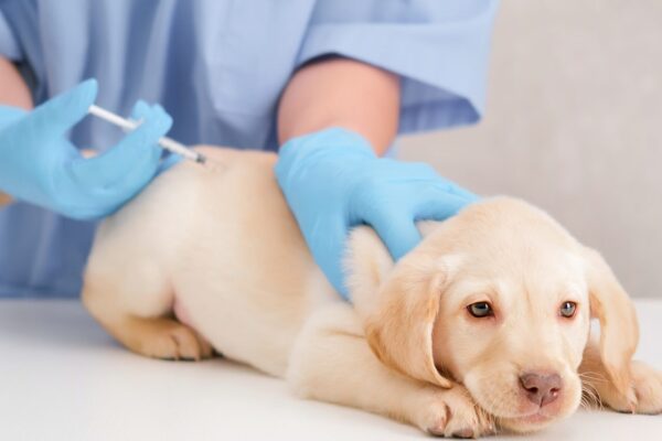 Veterinar vakciniše štene labradora